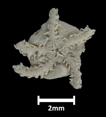 Media type: image;   Invertebrate Zoology OPH-1407 Description: Underside view of single ophiuroid specimen with a scale bar.;  Aspect: ventral